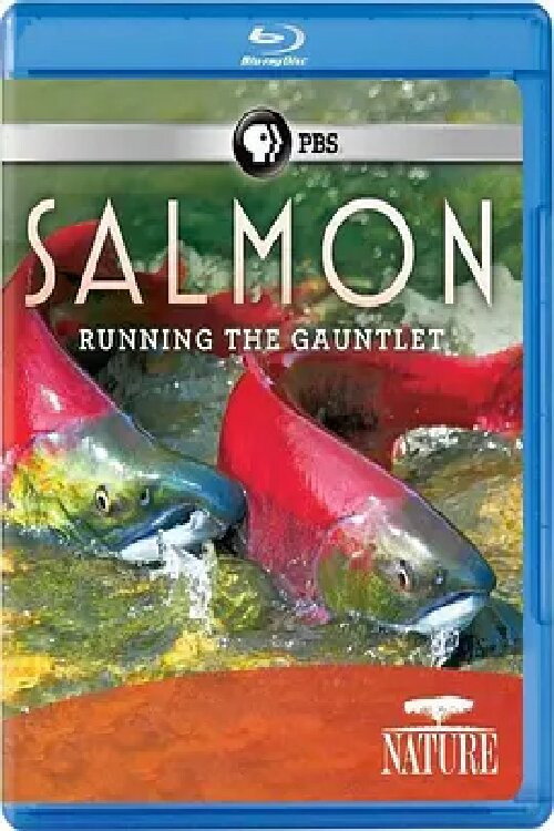 Salmon: Running the Gauntlet