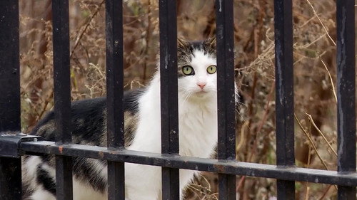 The Cat Rescuers still