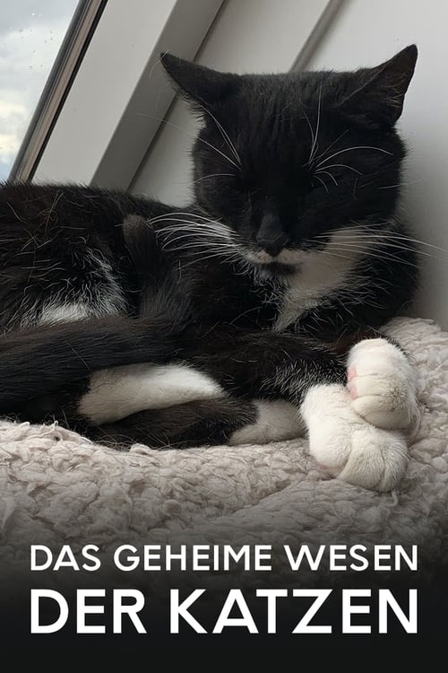 Das geheime Wesen der Katzen (2021) poster