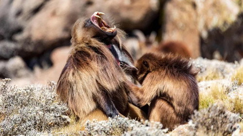 Le royaume des nuages