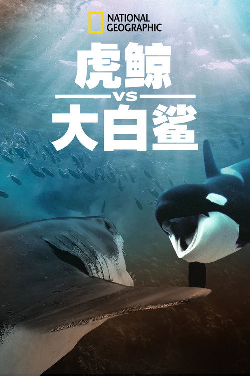 Orca Vs. Great White poster