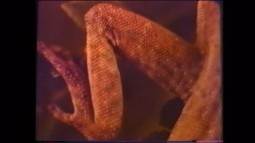 Lizard Mosaic Backdrop Blur