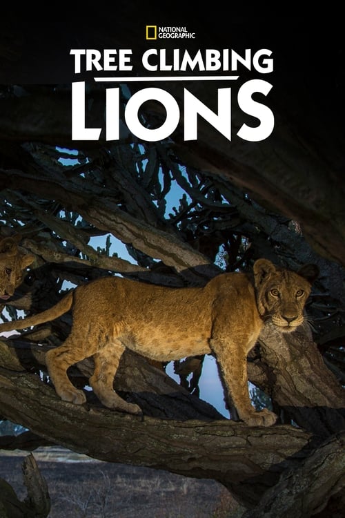 Tree Climbing Lions poster