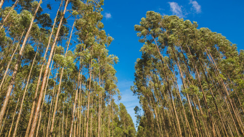 Novas Raízes – Escolhas do Futuro