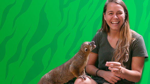 Sam's Zookeeper Challenge — Backdrops 4