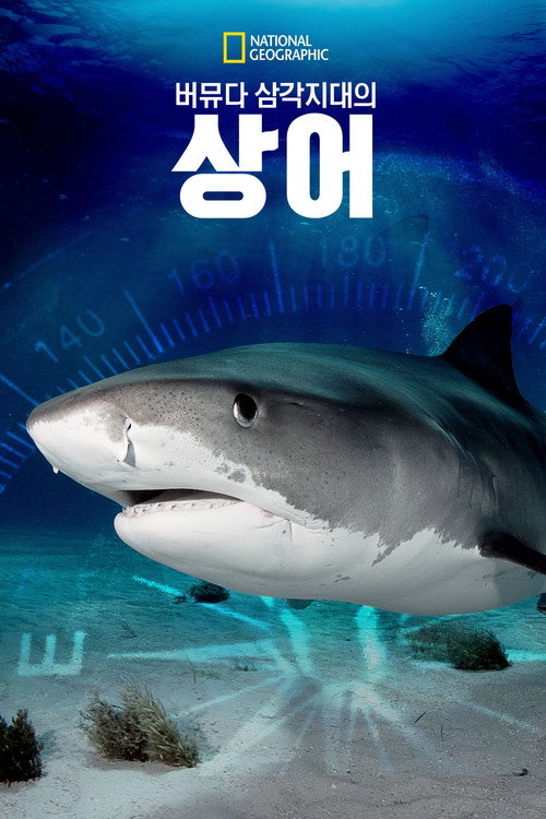 버뮤다 삼각지대의 상어