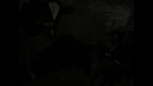 شكوى البقرة