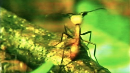 A Thousand Million Million Ants Soundtrack banner
