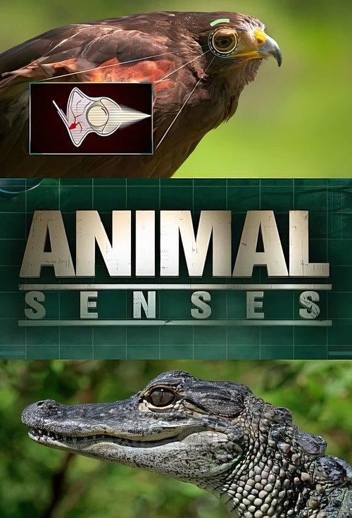 Animal Senses (2017) poster