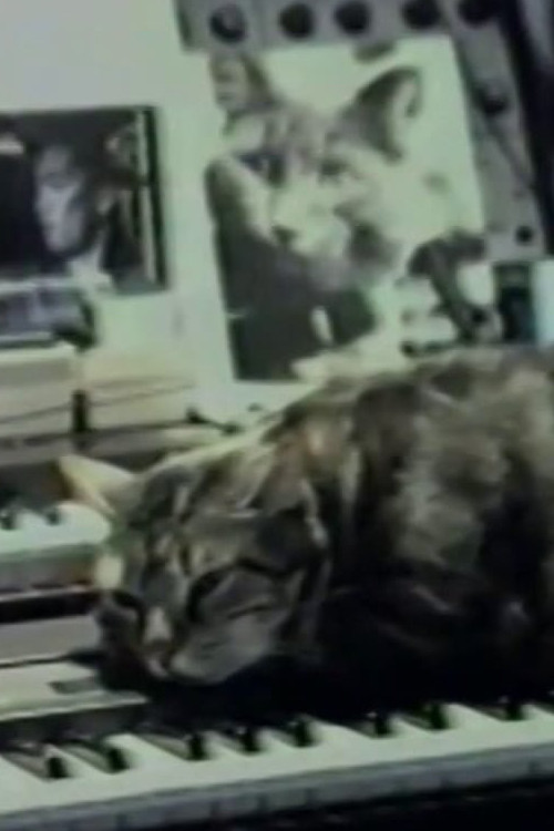 Cat Listening to Music