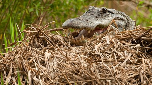 Secret Life of Predators