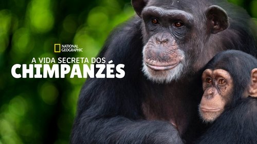 Meet the Chimps