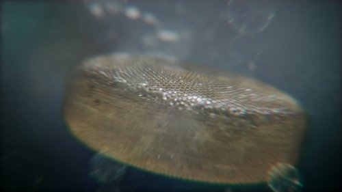 One Strange Rock: 1×1