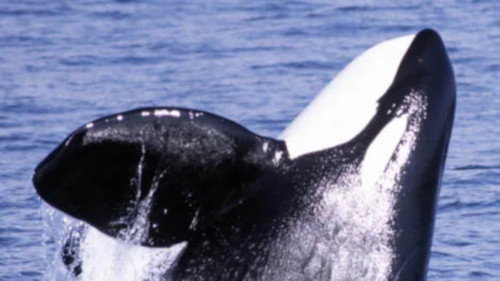 Secret Killers of Monterey Bay Backdrop Blur