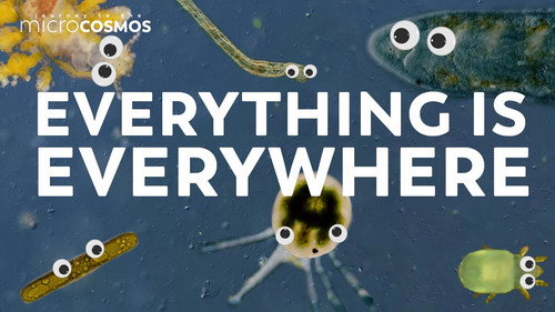 The Microcosmos Compilation Compilation