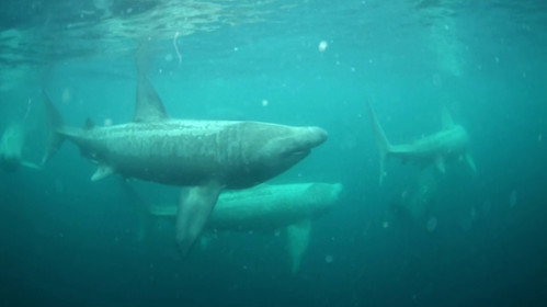 Ireland's Deep Atlantic