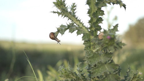 El caracol y su entorno Backdrop Blur