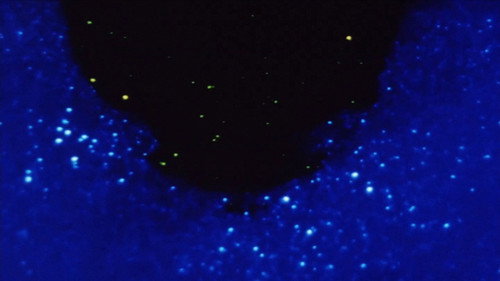 Morphology of a Dream