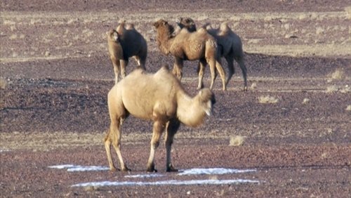 Diaries - Wild Camel Chase
