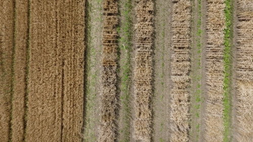 Dans la peau des premiers paysans français