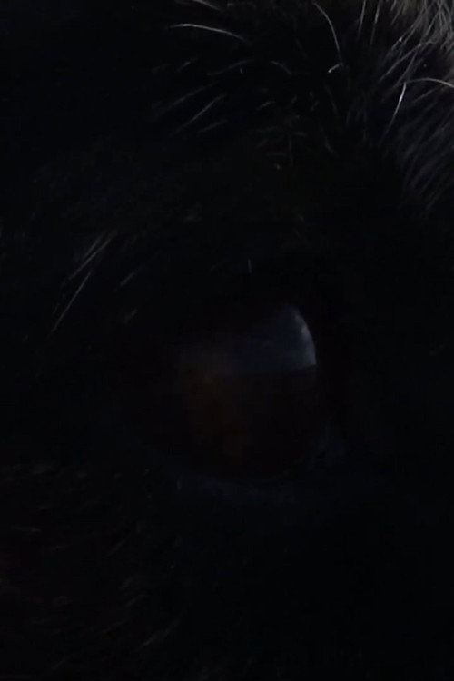 Oso