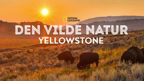 Yellowstone Selvagem — Fundos 13