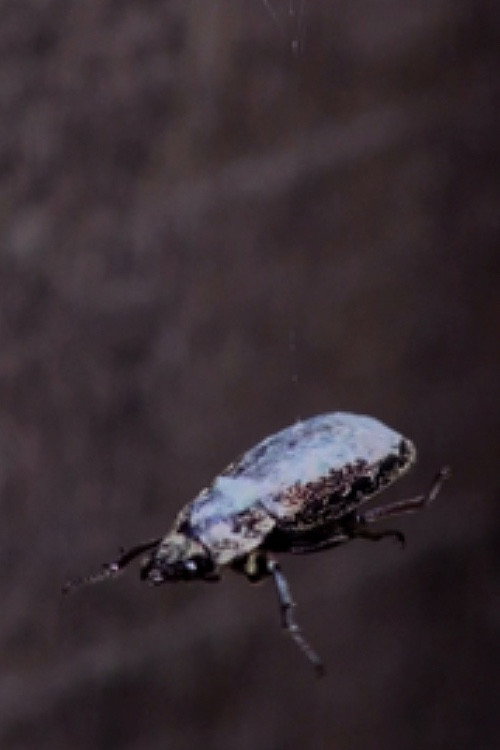 Stranded (2015) poster