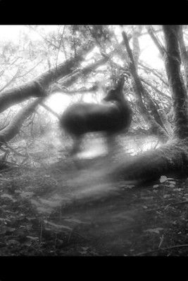 Meadows Wait, Mist Diffuses