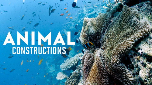 Animal Construction