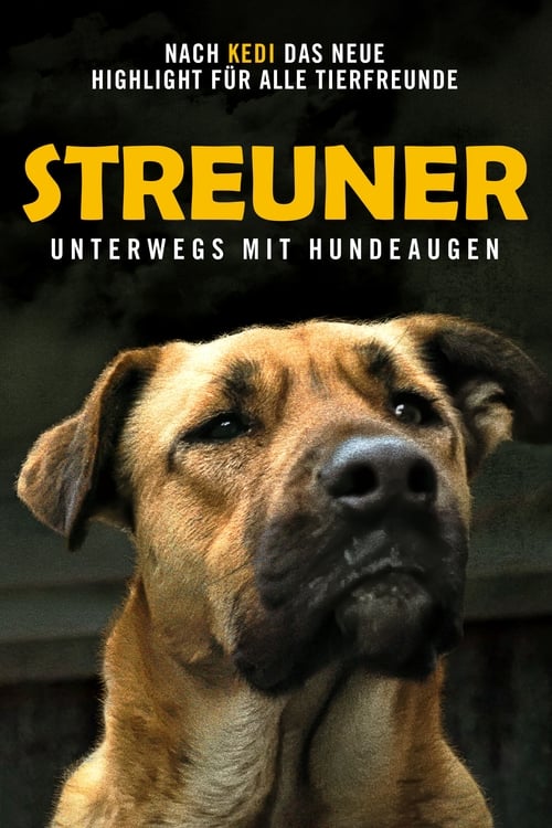 Streuner - Unterwegs mit Hundeaugen