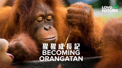 Becoming Orangutan