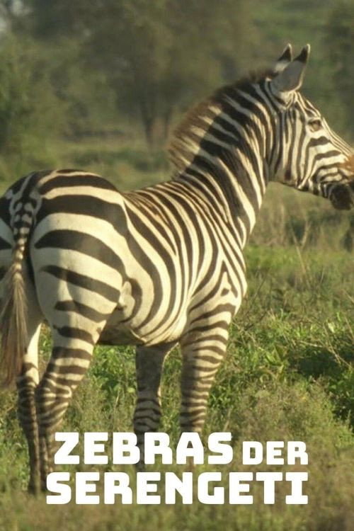 Affiche de Zebras der Serengeti