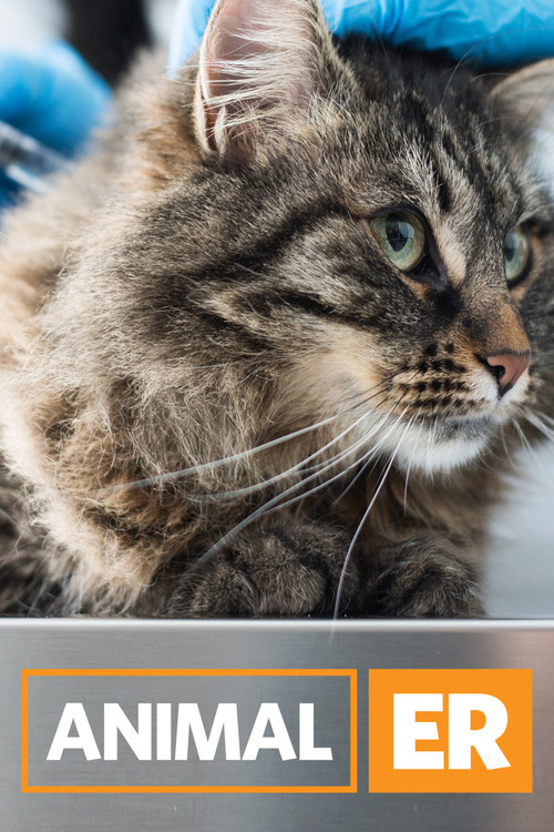Animal ER (TV Series 2016 ) — The Movie Database (TMDb)