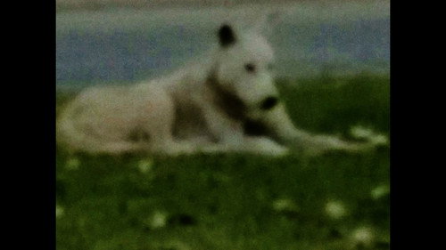 الطيور تأكل من بقايا أرقى أنواع الكافيار