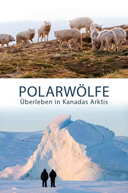 Poster Polarwölfe - Überleben in Kanadas Arktis