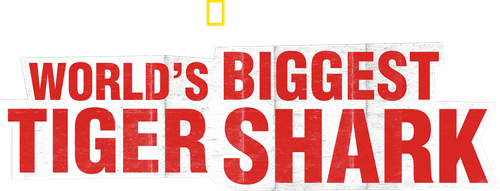 World's Biggest Tiger Shark