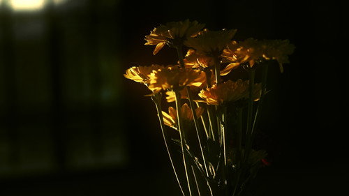 De lo Indecible Backdrop Blur