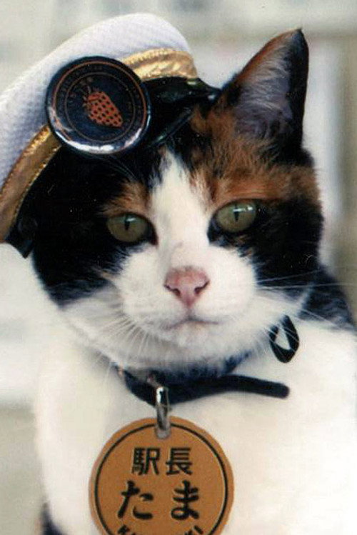 Tama