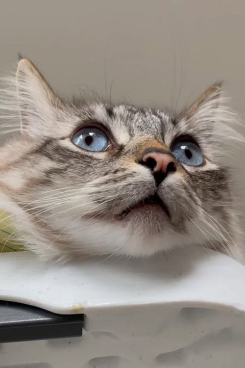 This is How We Dream: A Video Archive for the Year 20XX, when the last cat dies, marking the end of a species