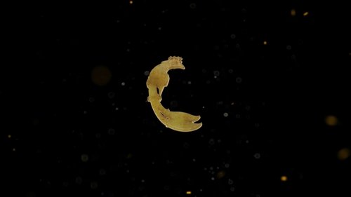Image de l'épisode 11