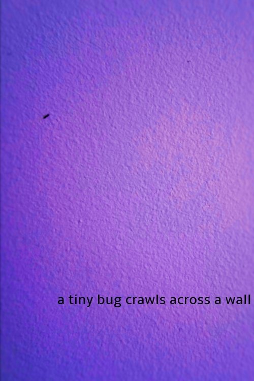 a tiny bug crawls across a wall