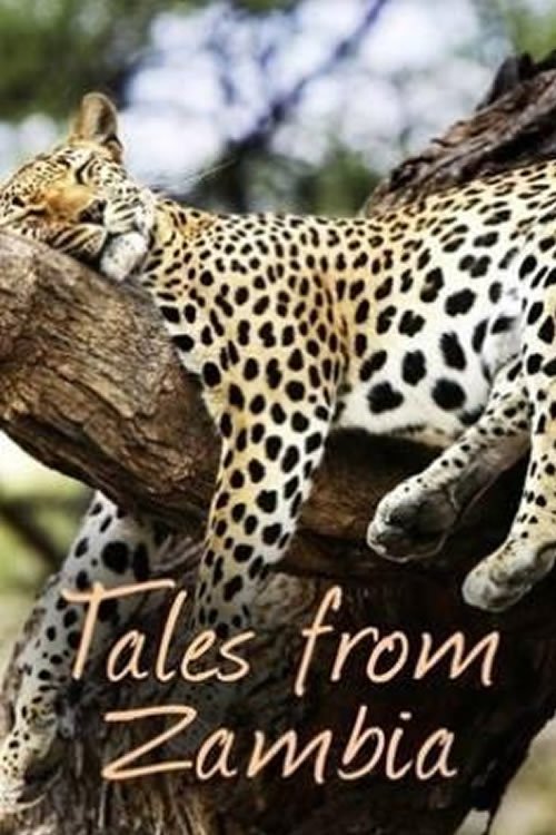 Where to stream Tales From Zambia