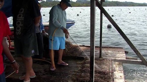Mutiara, légende d'une perle image 1