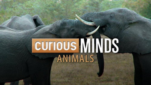 Curious Minds: Animals - Season 1 Backdrop Blur