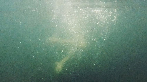 The Sirens