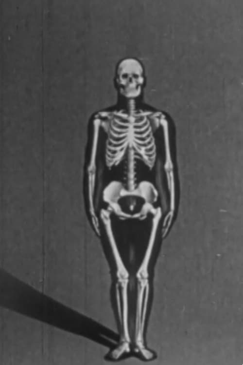 Poster Human skeleton, structure and joints - Part I 1951