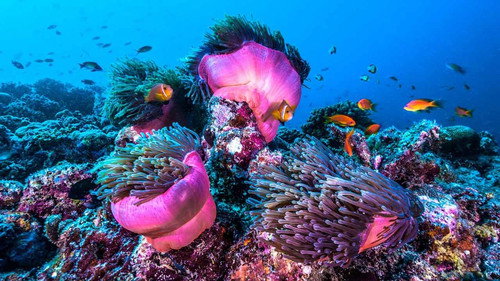 Zauber der Korallenriffe: Der Indische Ozean Backdrop Blur