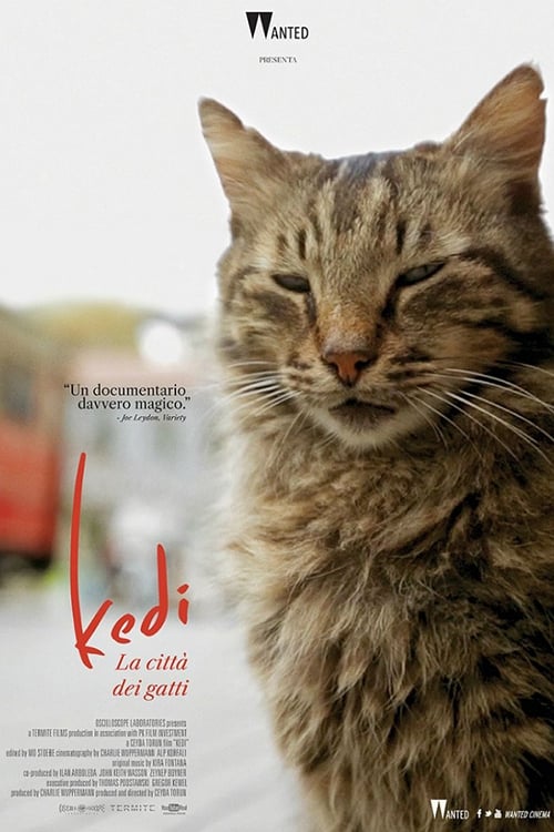 Kedi poster