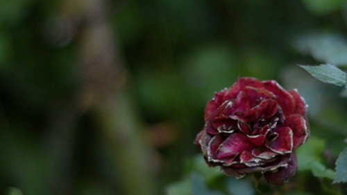 Las memorias humanas del jardín rojo Backdrop Blur
