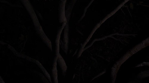 Narciso de noche — Fundos 2